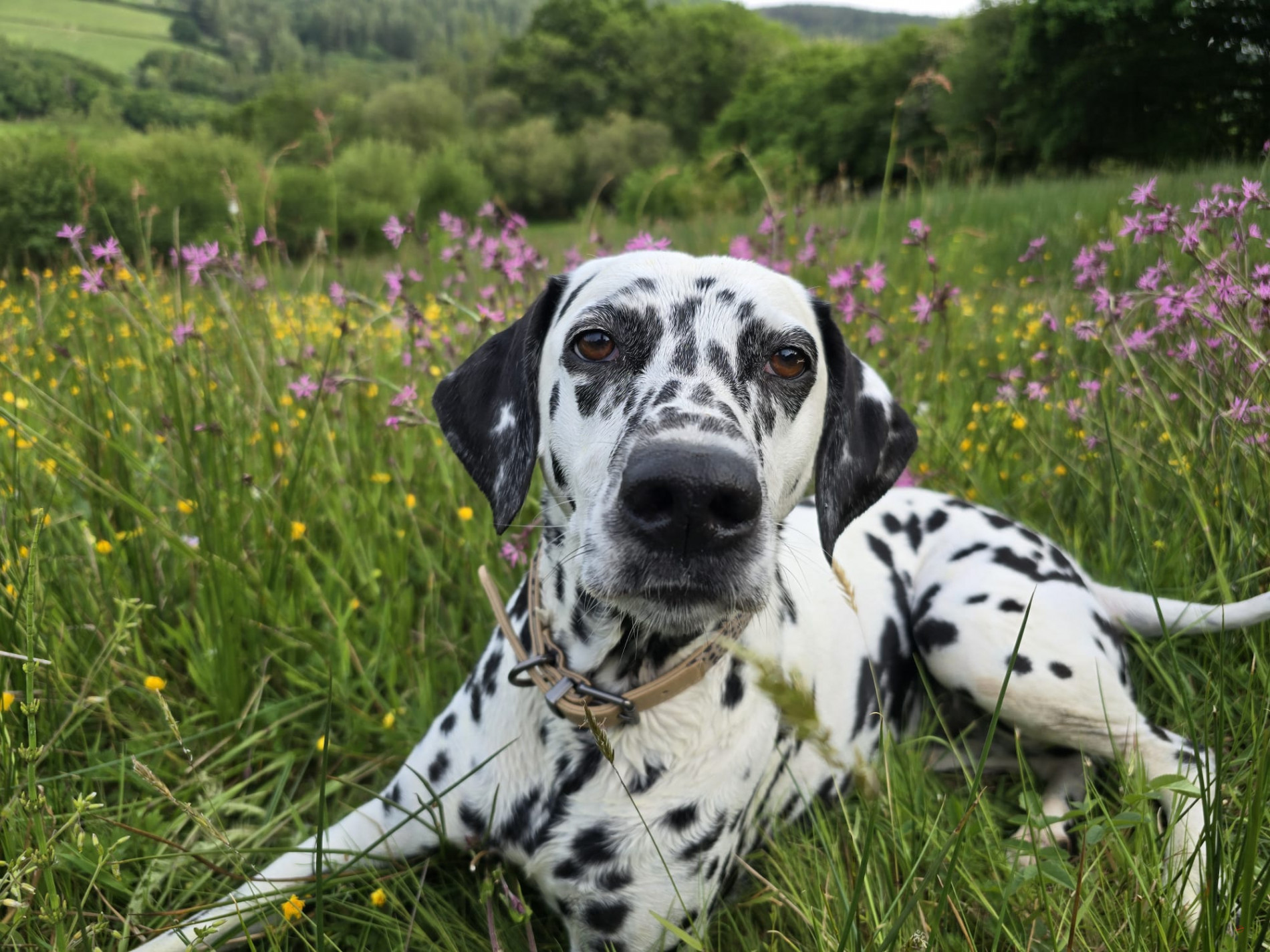 Dalmatian dog lying peacefully in wildflower meadow with pink and yellow flowers at Holiday With Your Dogs retreat