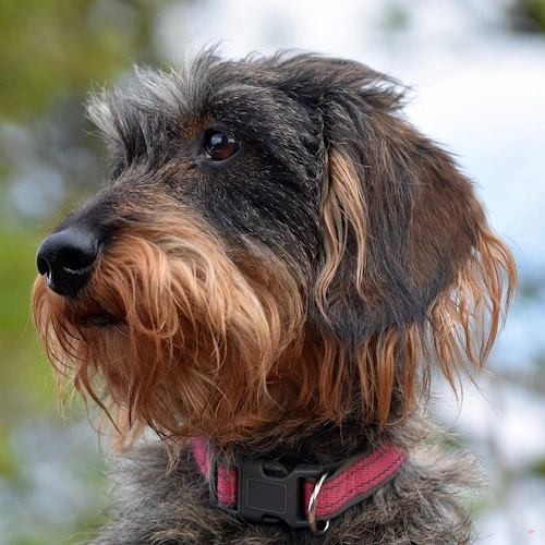 Wirehaired Dachshund head shot