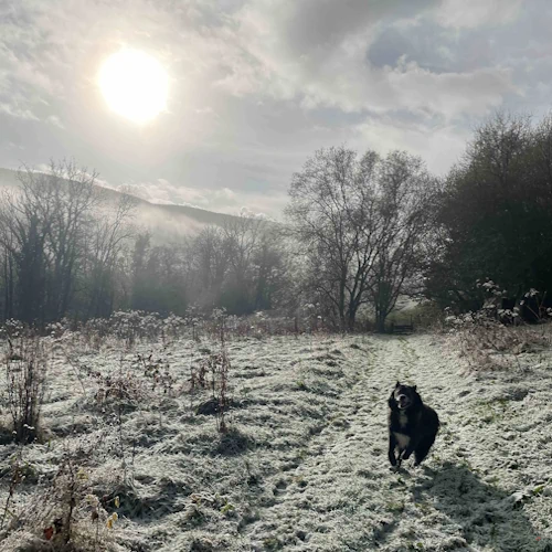 A reactive dog running freely through a frosty, misty private meadow at Holiday With Your Dogs, a secluded holiday cottage in Carmarthenshire with 22 acres of private, secure land.