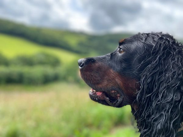 A close-up of a spaniel’s face, alert and watching, ears slightly raised and eyes focused on the surrounding environment.