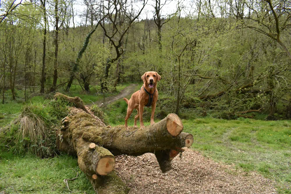 Dog standing on a fallen Willow tree in peaceful woodland, exploring calmly at Holiday With Your Dogs.