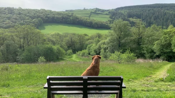A dog sitting on a bench overlooking a wide countryside valley, quietly observing the private meadow.