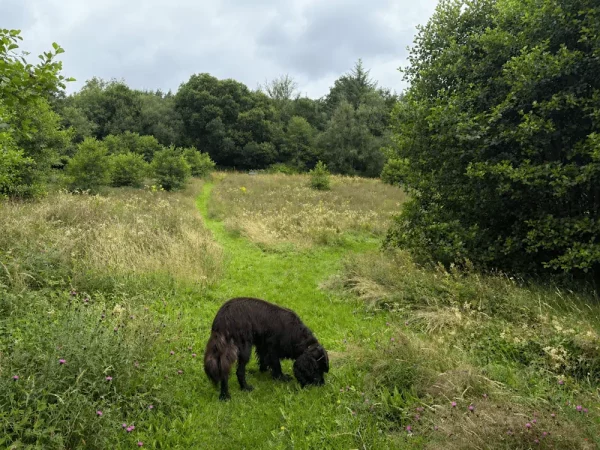 A black dog sniffing the ground in a meadow, exploring slowly through long grass in a natural countryside setting.