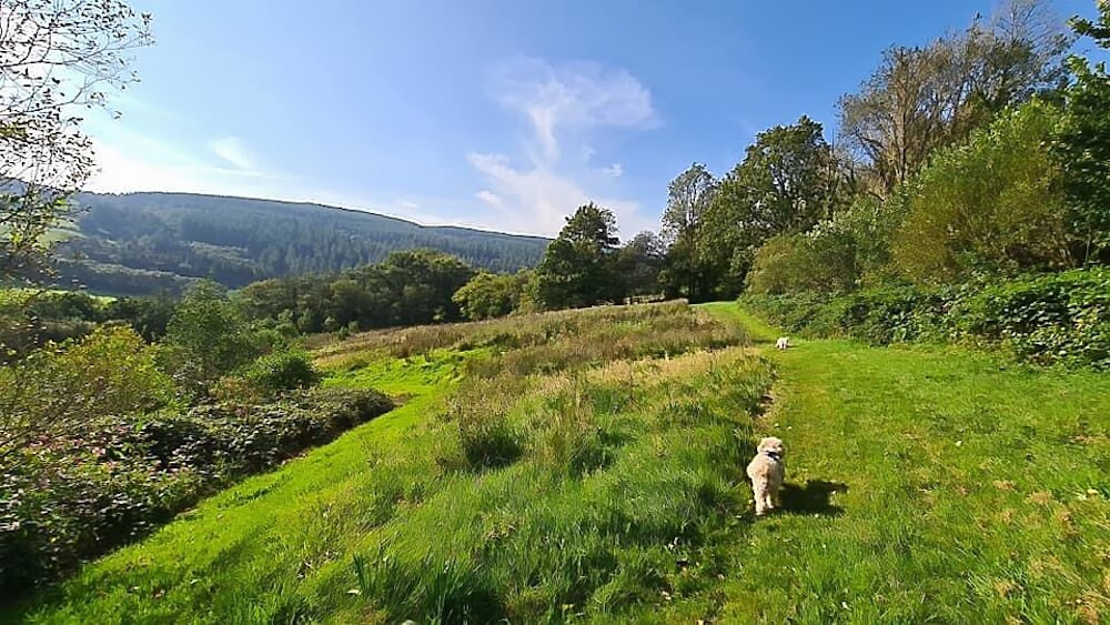 Dogs walking along a grassy path through private meadowland at Holiday With Your Dogs in West Wales, surrounded by woodland and open countryside.