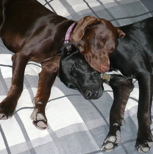 Two sleeping dogs cuddling on the bed at Holiday With Your Dogs, a specialist reactive dog-friendly cottage.