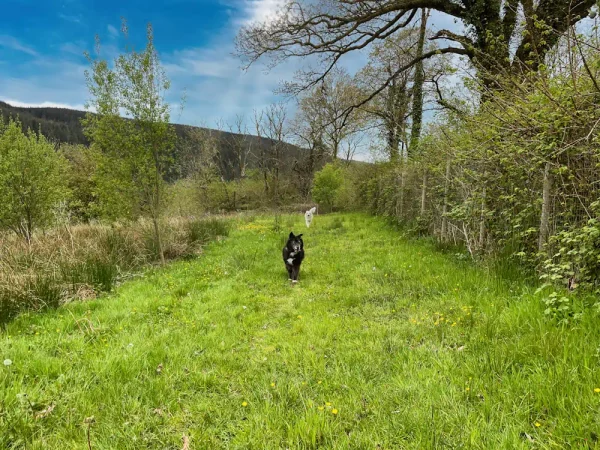 Two dogs walking freely along a private, securely fenced meadow path at Holiday With Your Dogs in Carmarthenshire.