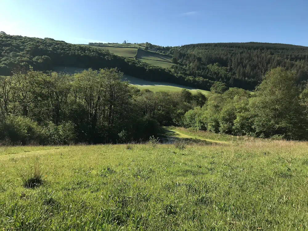 woodland in Carmarthenshire at Holiday With Your Dogs.