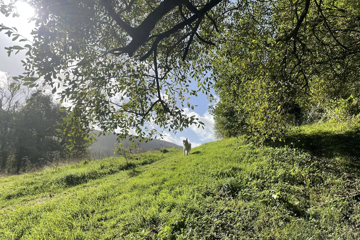 Dog running free in a field with sun shining through leaves of overhanging trees.