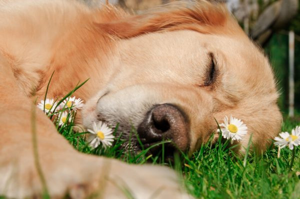 A dog lying asleep in a meadow, relaxed and settled in a quiet, natural environment.