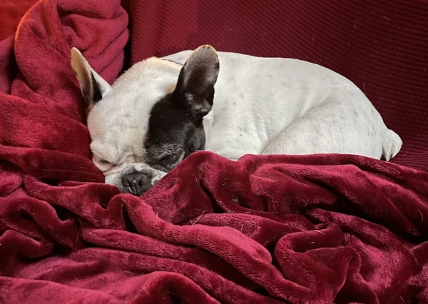 A French Bulldog nestled under a red blanket sleeping soundly on a sumptuous dark red sofa throw.