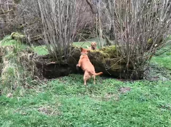 Two Red Fox Labrador dogs playing around a fallen tree trunk  showing the joy of a secure, off-lead environment.