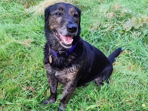 A happy, black and brown dog sitting in a grassy meadow, relaxed  and content. Wearing a purple collar.