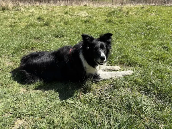 A Border Collie lies relaxed on a grassy paddock.
