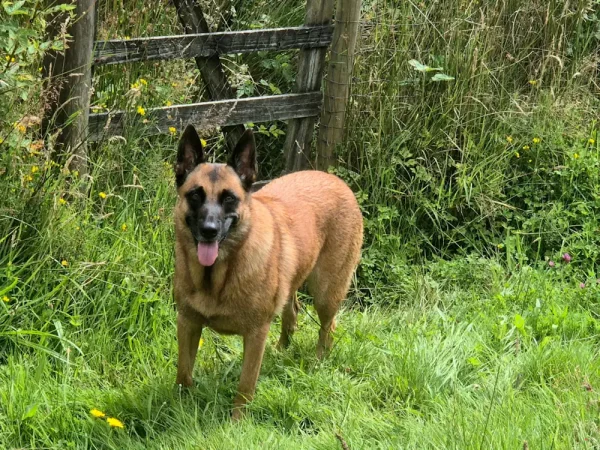 A brown dog stands near a gate in a meadow at holiday cottage for reactive dogs.