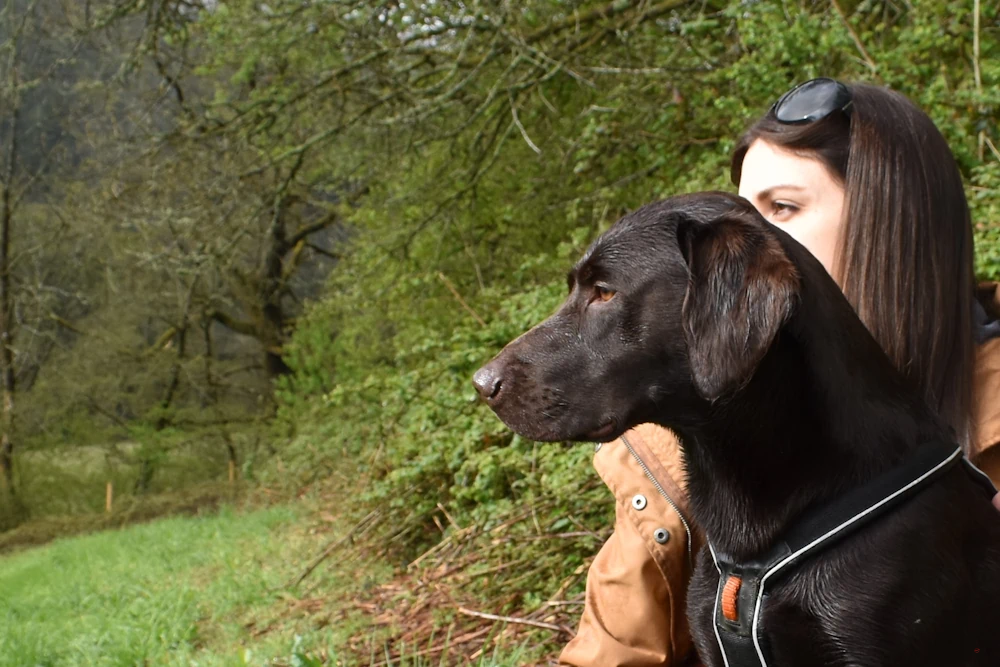 Woman standing with her dog, both watching their surroundings in a large woodland surrounded by trees.