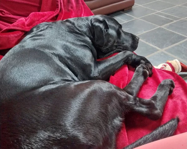Black Labrador with healthy shiny black coat relaxing contentedly on sofa, inside a holiday cottage, illustrating a stress-free environment.