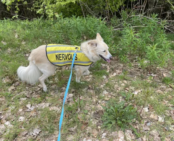 A dog wearing a yellow vest with the word "Nervous" walking on a lead, showing body language commonly associated with feeling uncomfortable, including a low tail, lifted paw and tense facial expression.