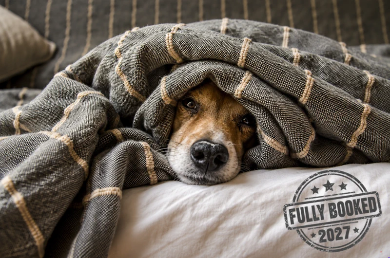 Dog lying under blanket looking sad with a stamp that reads 2027 Fully-Booked.